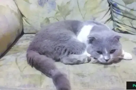 Найден вислоухий котик в районе Рабочей площади, Ростов-на-Дону