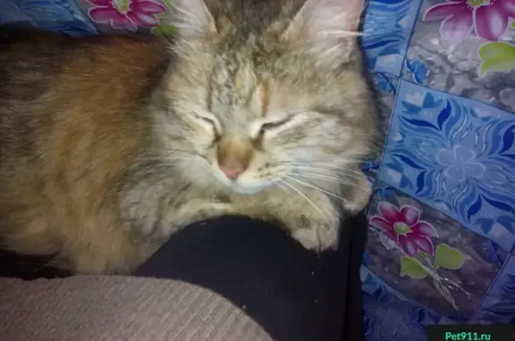 Найдена домашняя кошка в Барыбино