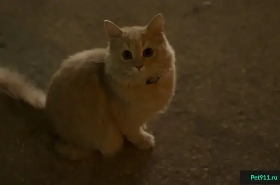 Найдена кошка на ул. Героя Шнитникова