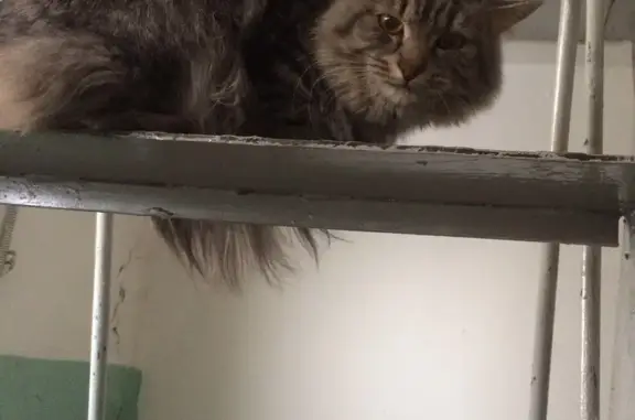 Потерялся пепельный кот в Челябинске