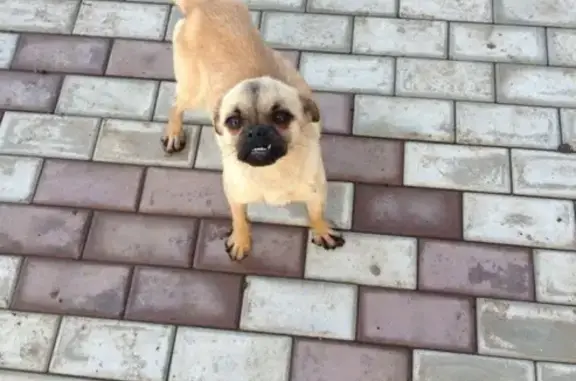 Найдена собака на улицах Семигорской-Уссурийской, Краснодар.