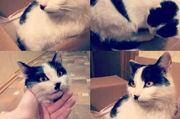 Найдена черно-белая кошка в Обнинске