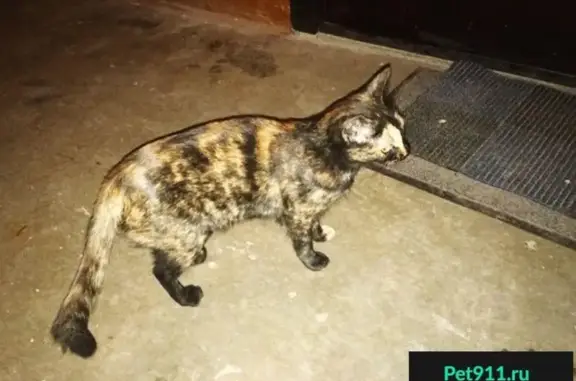 Найдена кошка по адресу пер. Смоленский 9
