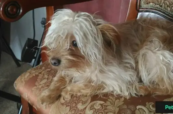 Пропала собака в районе Смирновского/Ломакино, Таганрог