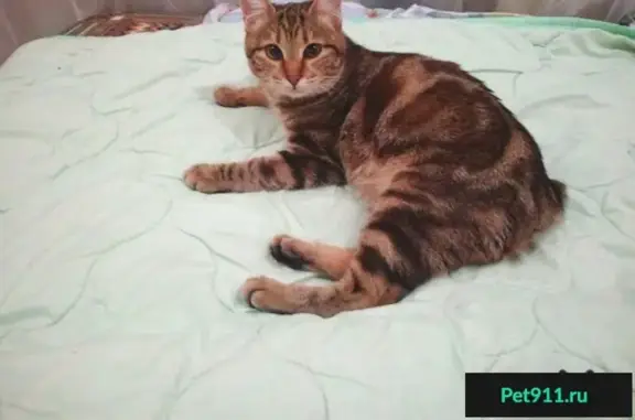 Объявления о пропавших и найденных животных, городской округ Богданович, фото: Пропала кошка Нежка возле 172 дома в Запрудном.