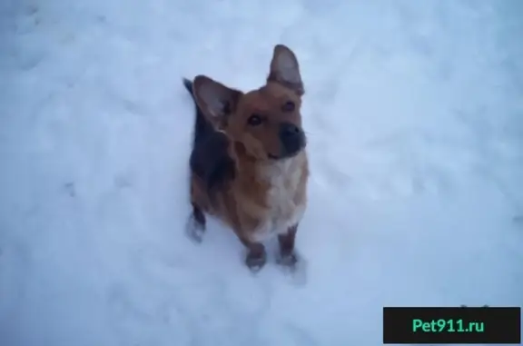 Найдена собака в Саратове, Заводской район