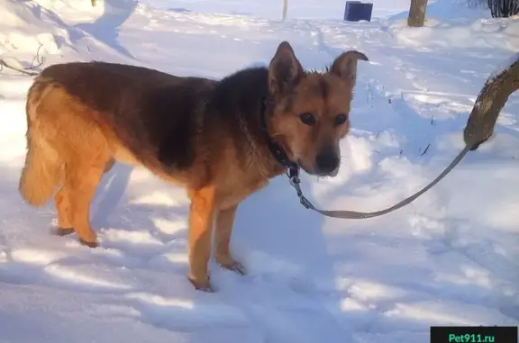 Найдена собака в Переборах, Рыбинск, ищет хозяина.