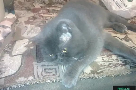 Найден крупный серый кот в ошейнике в Ростове