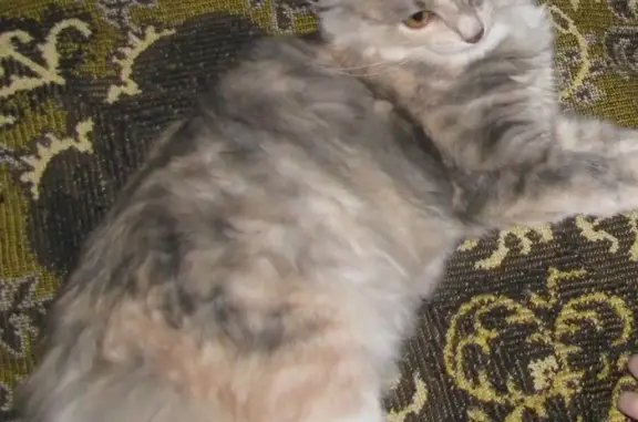 Пропала кошка на Косьвинской 7 в Перми
