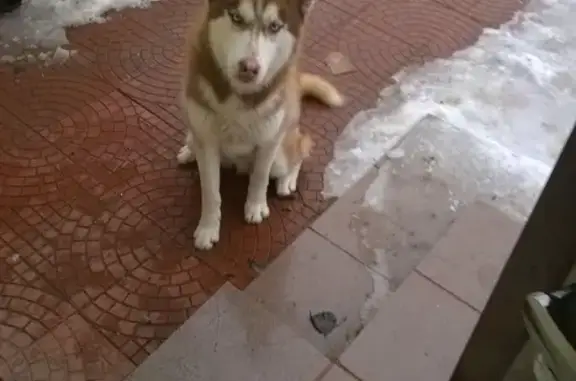 Пропала собака в Красноармейском районе, Волгоград