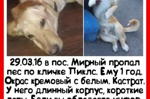 Пропала собака в пос. Мирный, Казань - помогите найти!