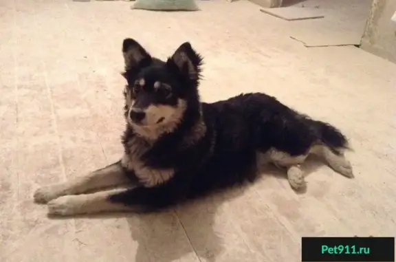 Найдена собака в сквере Алого поля, Челябинск