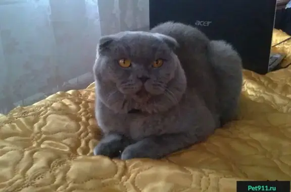 Пропала кошка в Западном Батайске на ул. Молдавская-Красноярская