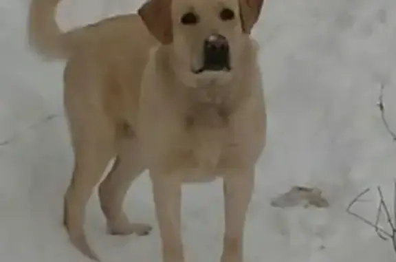 Пропала собака лабрадор Сэм в Москве