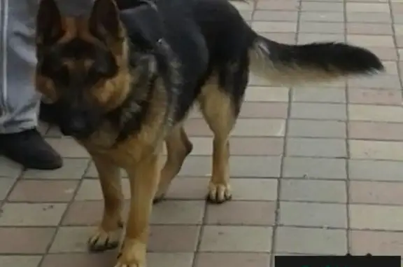Пропала собака Кобелик на Левом берегу Белгорода