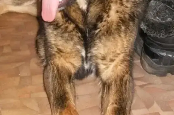 Найдена собака в Череповце на пр. Луначарского, 54