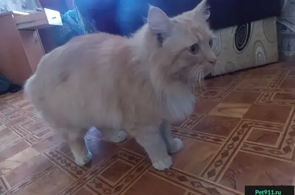 Найдена персиковая кошка на ул. Трубаченко, Симферополь