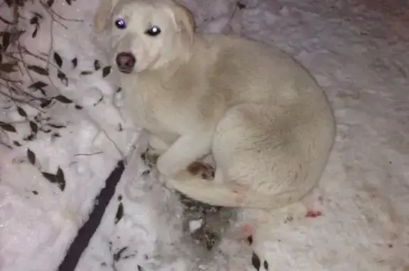 Найдена собака возле Вокзальной-Преображенской, Белгород