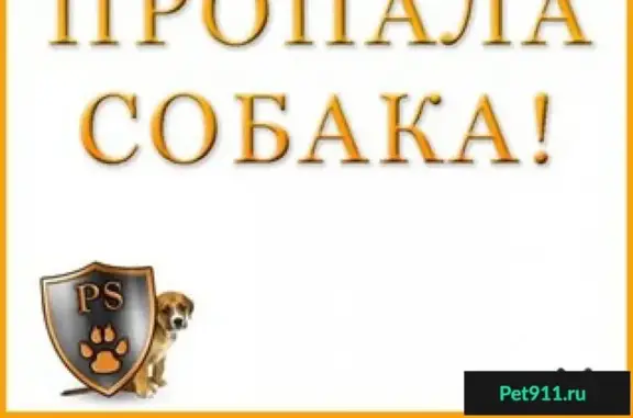 Пропала такса в с. Хмельницкое, Балаклавский р-н, убежал за черной собачкой в виноградники в сторону с. Первомайка, особые приметы: черная шерсть с коричневыми пятнами, ошейник Руни.