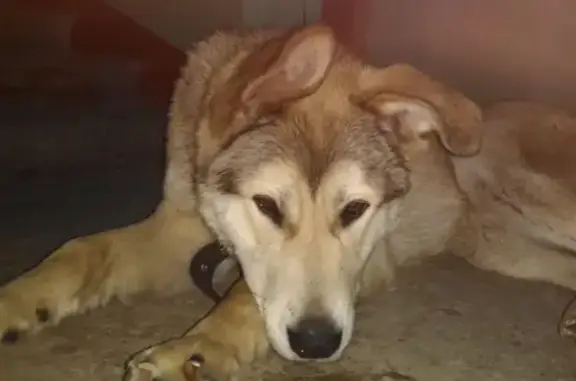 Найдена собака на улице Донецкой, Нижний Новгород