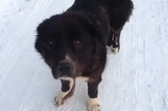 Найдена собака в Ратомке, Беларусь