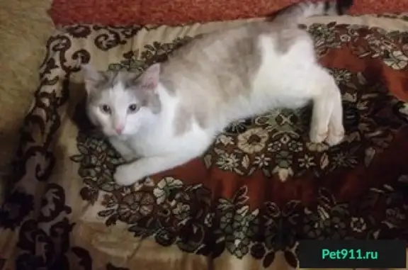 Найден кот на ул. Свердловская, Красноярск