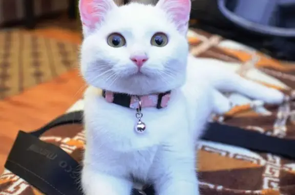 Пропала белая кошка с колокольчиком в Астрахани, ул. Депутатская