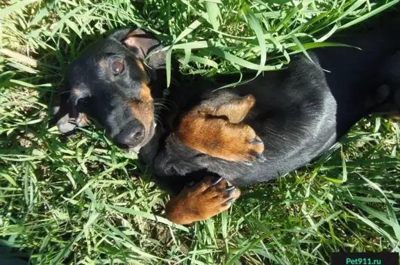 Собаки потеряшки, Гагрский район, фото: Потеряшка собака на Платановой аллее