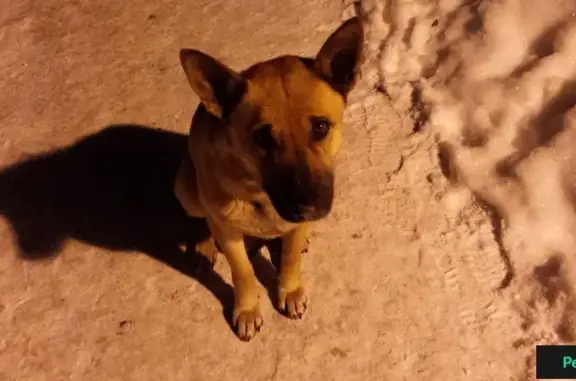 Найдена добрая собака в Колпино, СПб