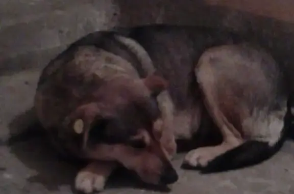 Найдена собака В подъеде 22.01.16 (Зея, Россия)