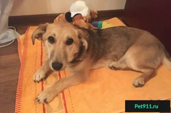 Найдена собака на ул. Юргенса в Богородске