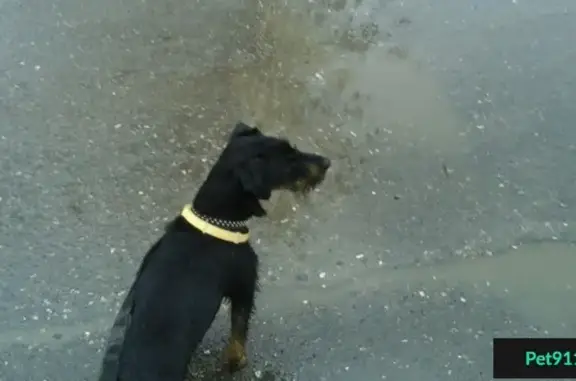 Пропала собака на Ташкентской улице в Иваново