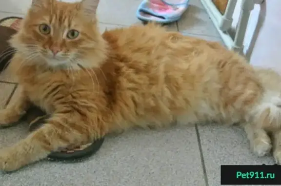 Пропала кошка в Центральном микрорайоне Краснодара