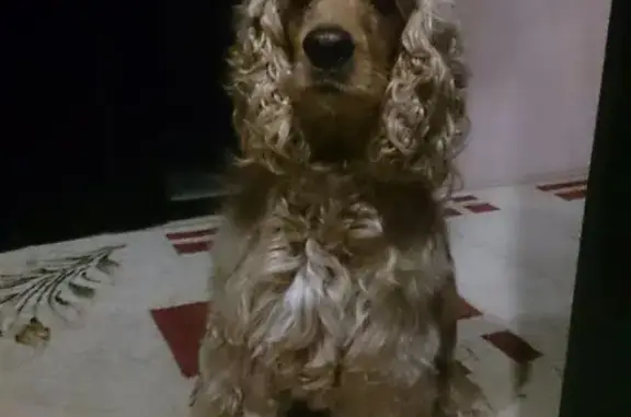 Пропала собака в Ленинском районе: кокер спаниель мальчик Ральф, вознаграждение гарантировано!