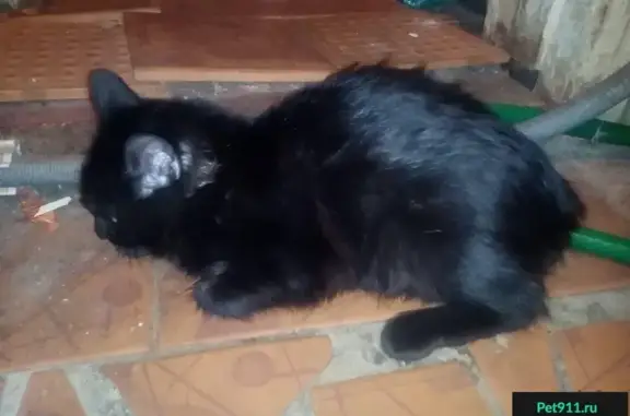 Найдена черная кошка на пересечении пр. Ворошиловский и ул. Суворова