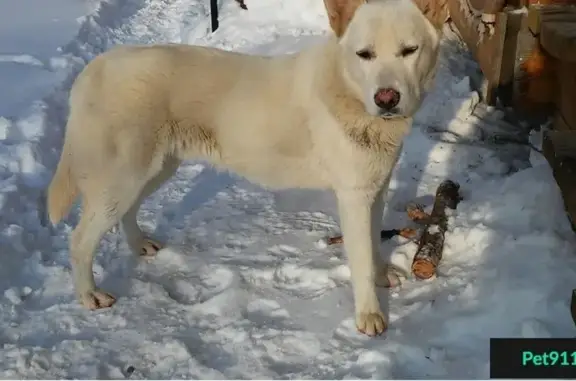 Найдена белая собака в Истре, Высоково