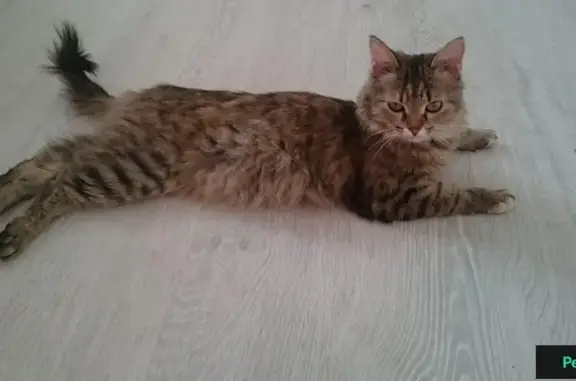 Найдена кошка на Новомытищинском проспекте (Мытищи)