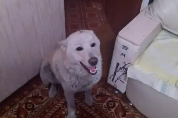 Найдена собака в районе энергетиков, Красноярск