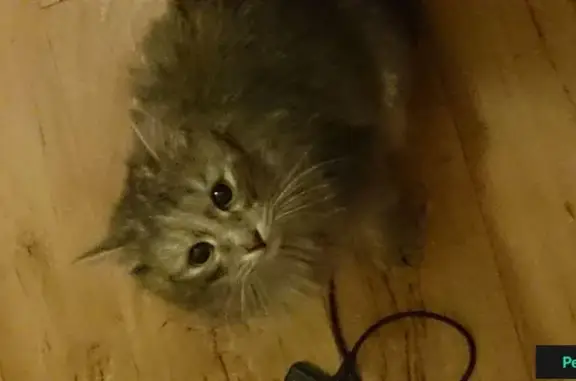 Найдена кошка в Перми, район Куйбышева 62
