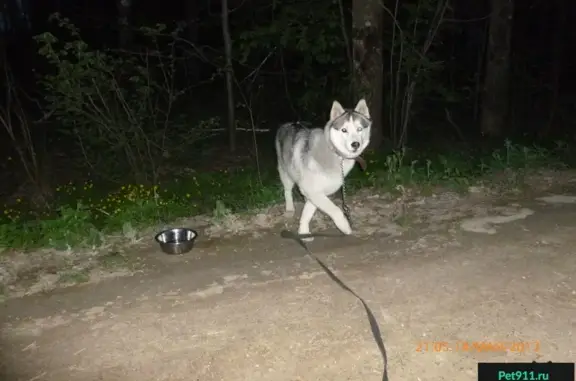 Пропала собака Динар в Рязани, Недостоево