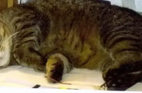 Кошки потеряшки, Шумское, фото: Потеряшка кот Федя в ДНП 