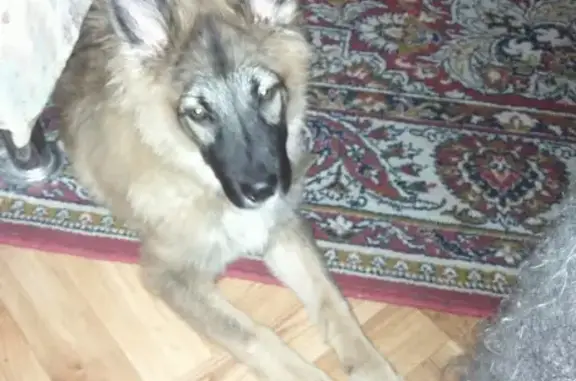 Найдена собака на ул. Агалакова, 48.