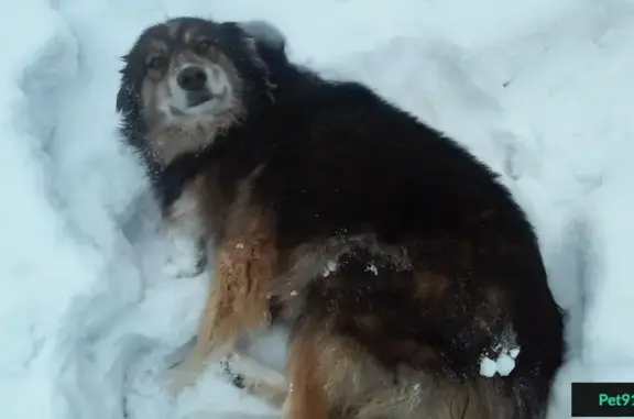 Собака ищет дом на улице Труда, Магнитогорск-Пассажирский.