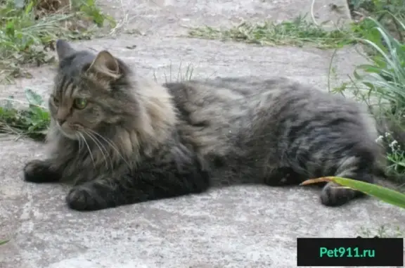 Пропала кошка на Ибрагимова 73, Казань.