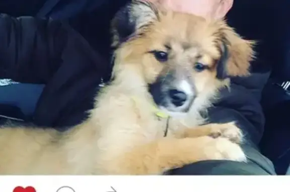 Найден щенок в ошейнике в Саратове