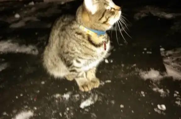 Найдена кошка в Сокольниках, Москва
