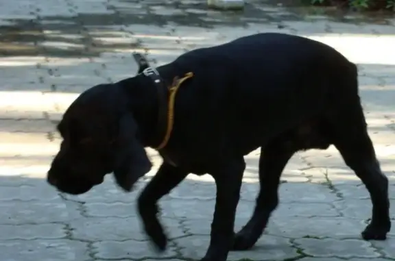 Пропала собака на Михневском шоссе, кличка Чарли