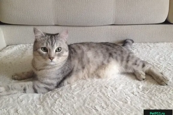 Найден кот на ул. Ломоносова, 34