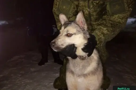 Найдена молодая собака Хаски в д. Новоглаголево, Московская обл.