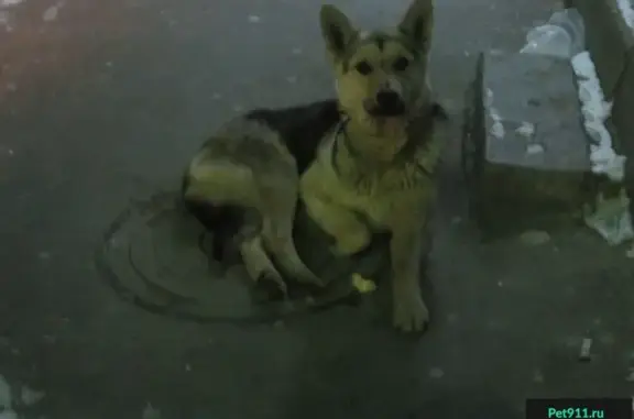 Собака найдена на остановке Мегаполис в Северске